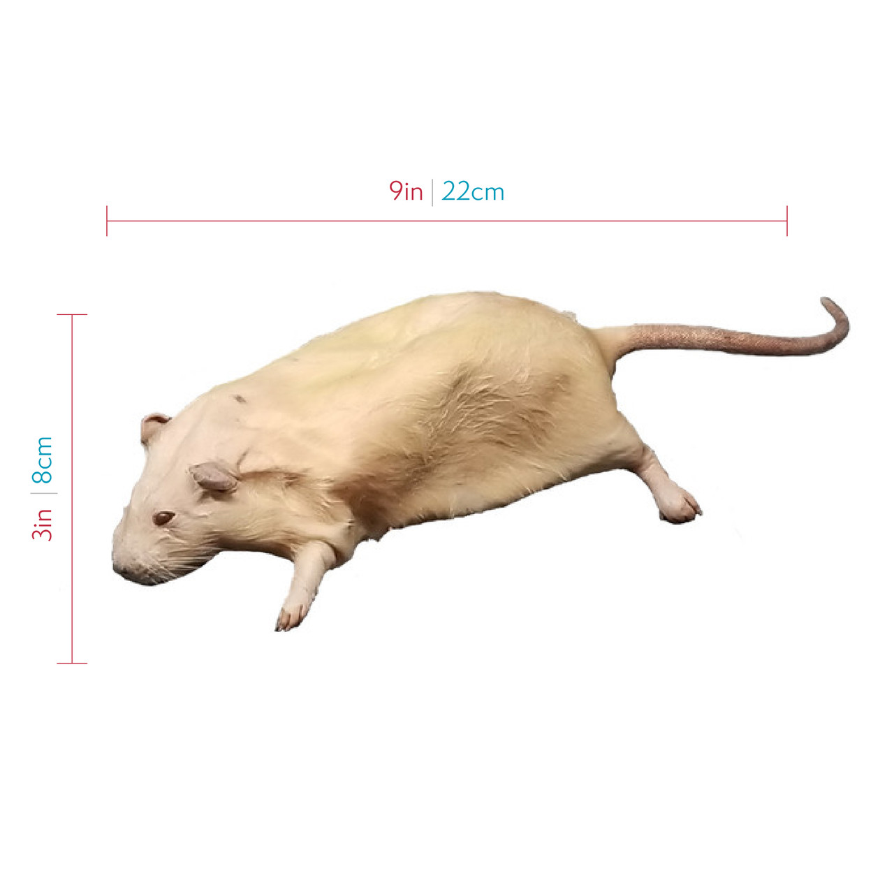 Gym Rats does a lot of things differently with its pre-workout Rat