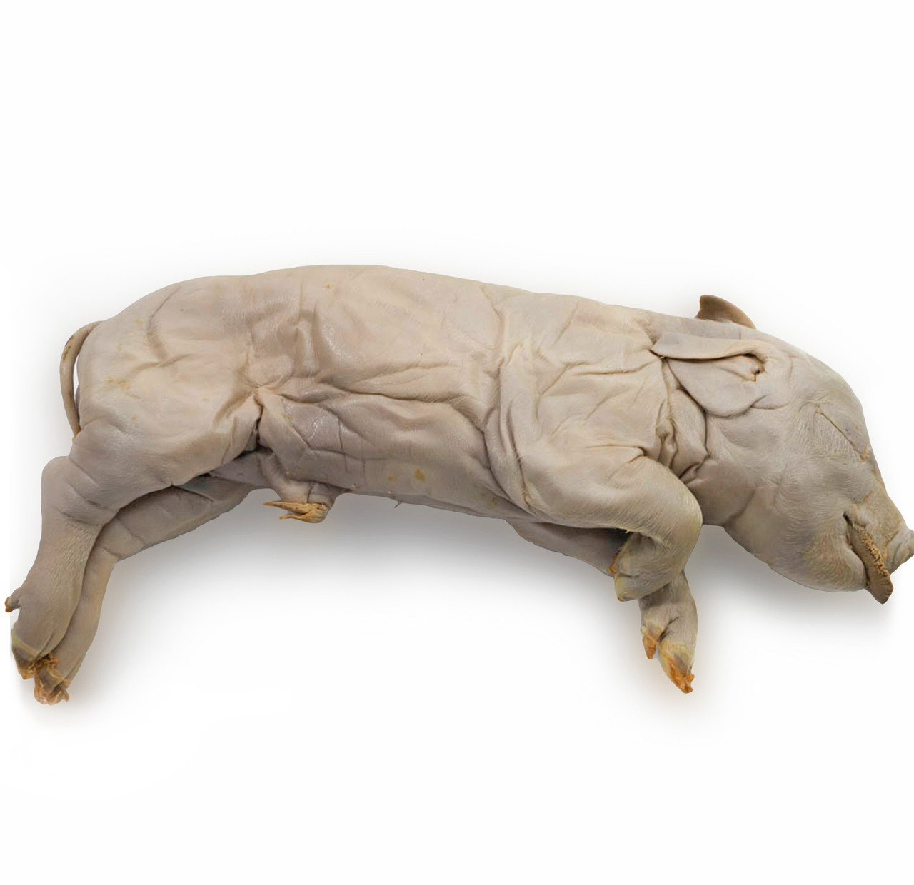 fetal pig diagram