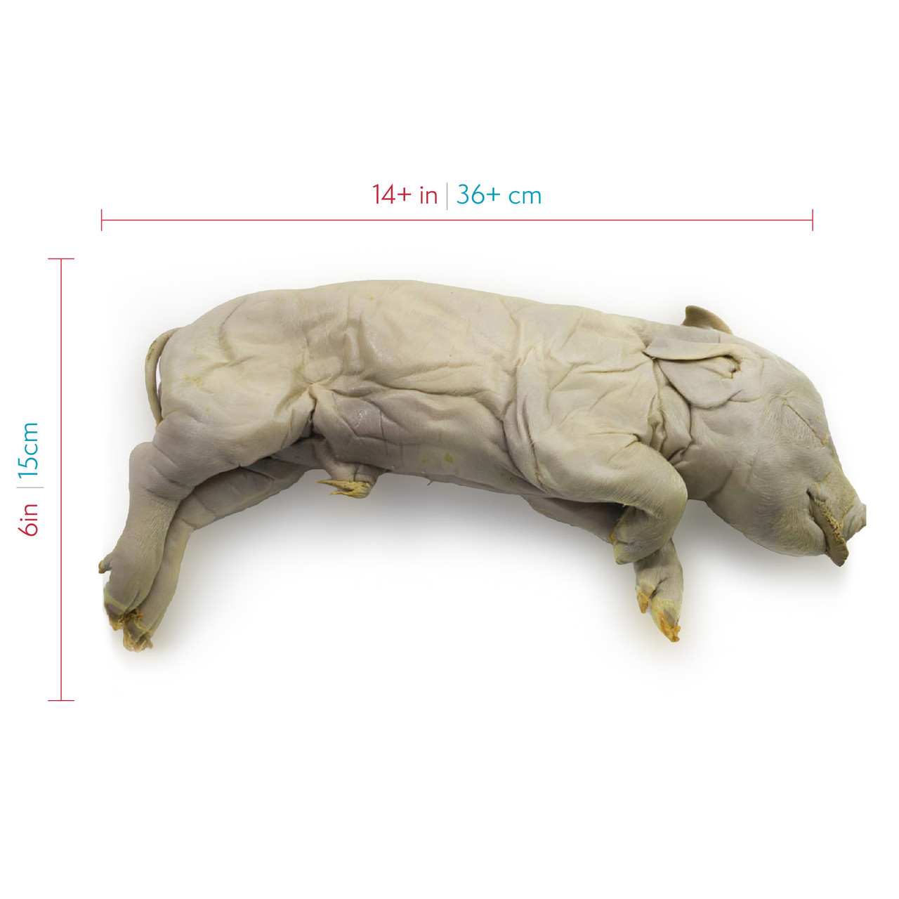 fetal pig dissection diagram