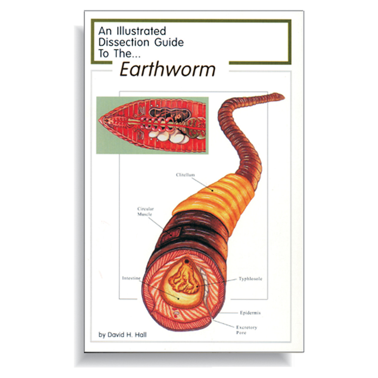 Anatomy Lab Earthworm Dissection Guide