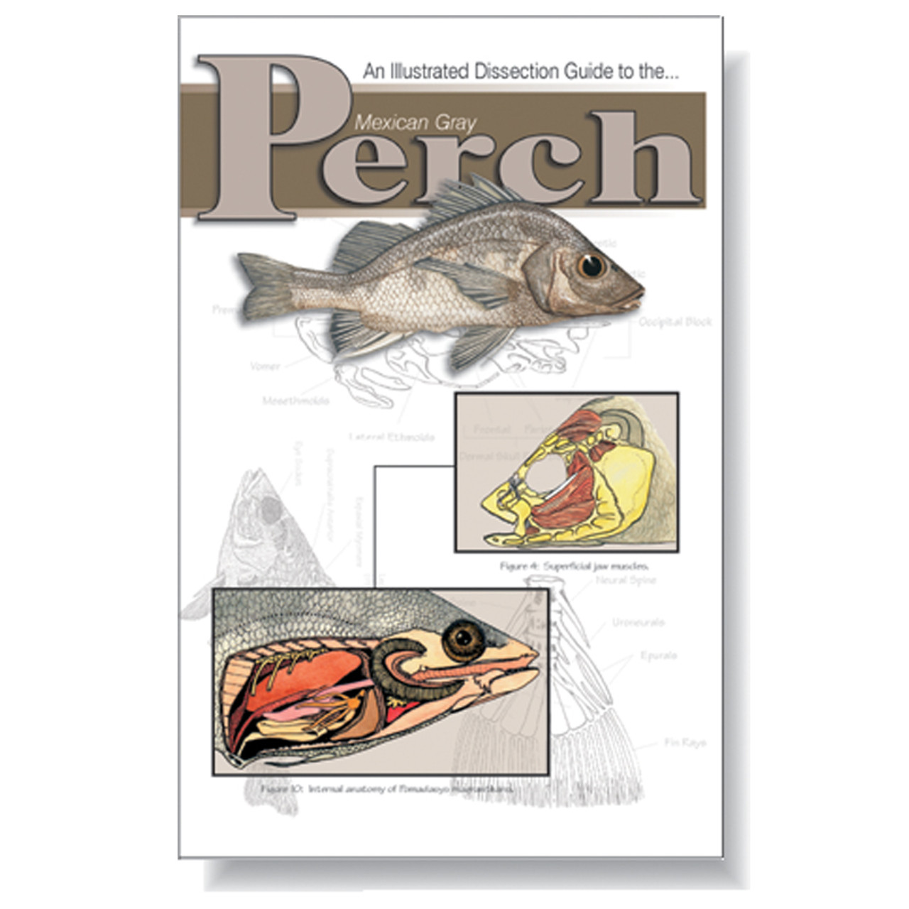 internal anatomy of a perch