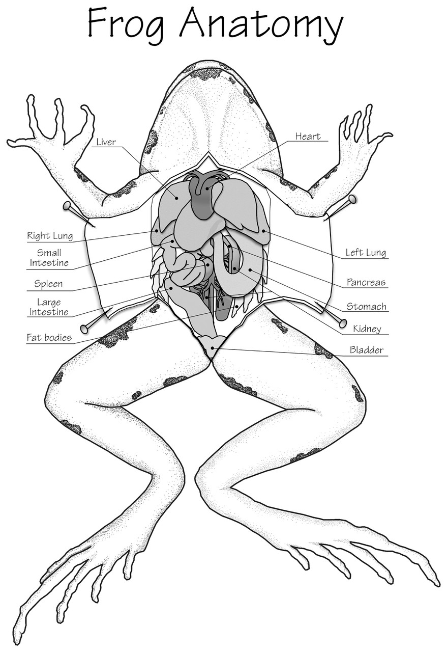 frog internal anatomy worksheet