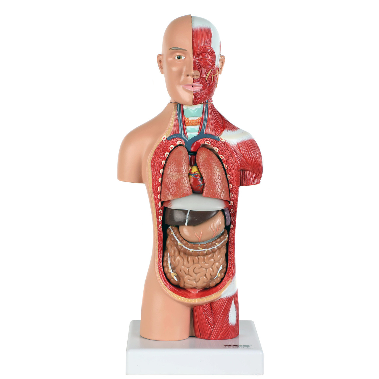 Axis Scientific 14-Part Micro Torso Anatomy Model | Anatomy Warehouse