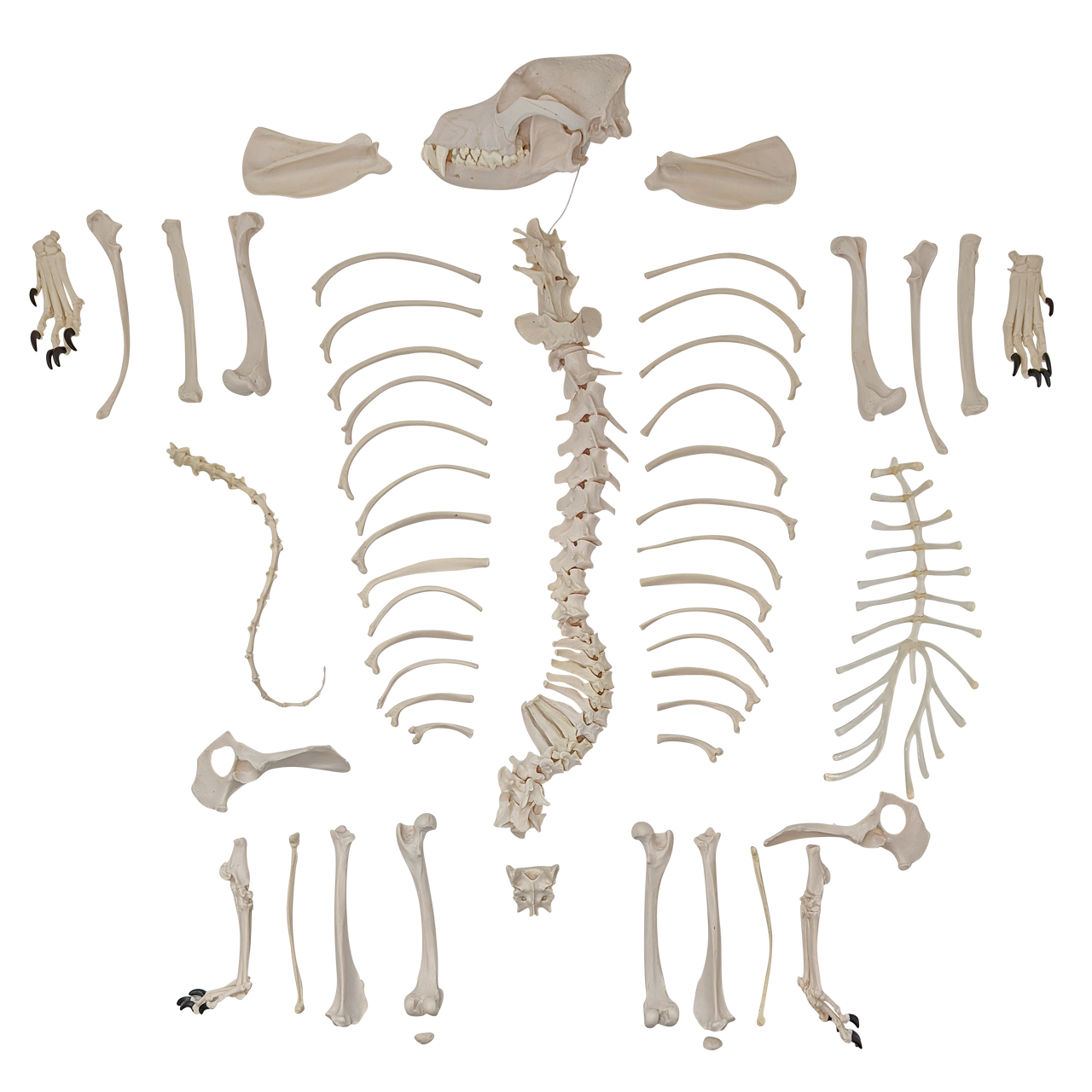 Axis Scientific - Disarticulated Dog Skeleton