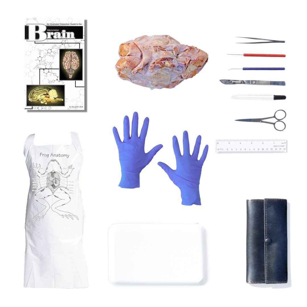 Inventory_Shot_Sheep_Brain__40