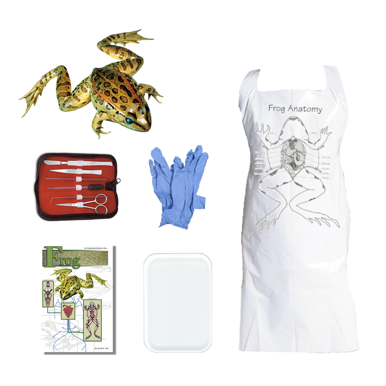 best virtual frog dissection