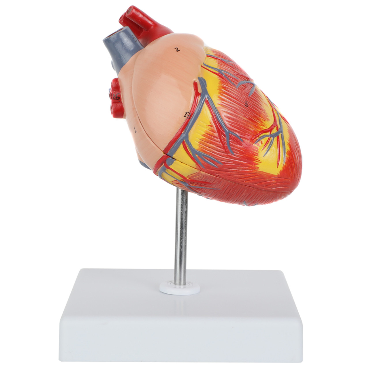 2-Part Heart Model, Axis Scientific