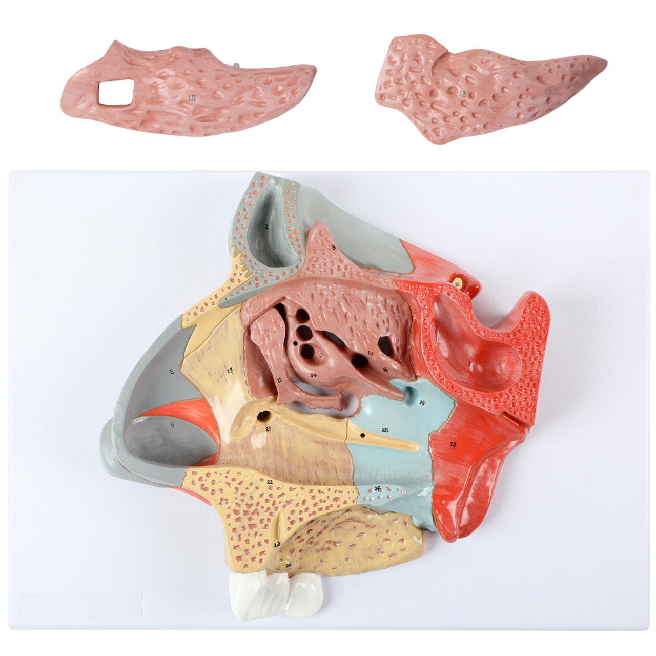 nasal cavity model labeled