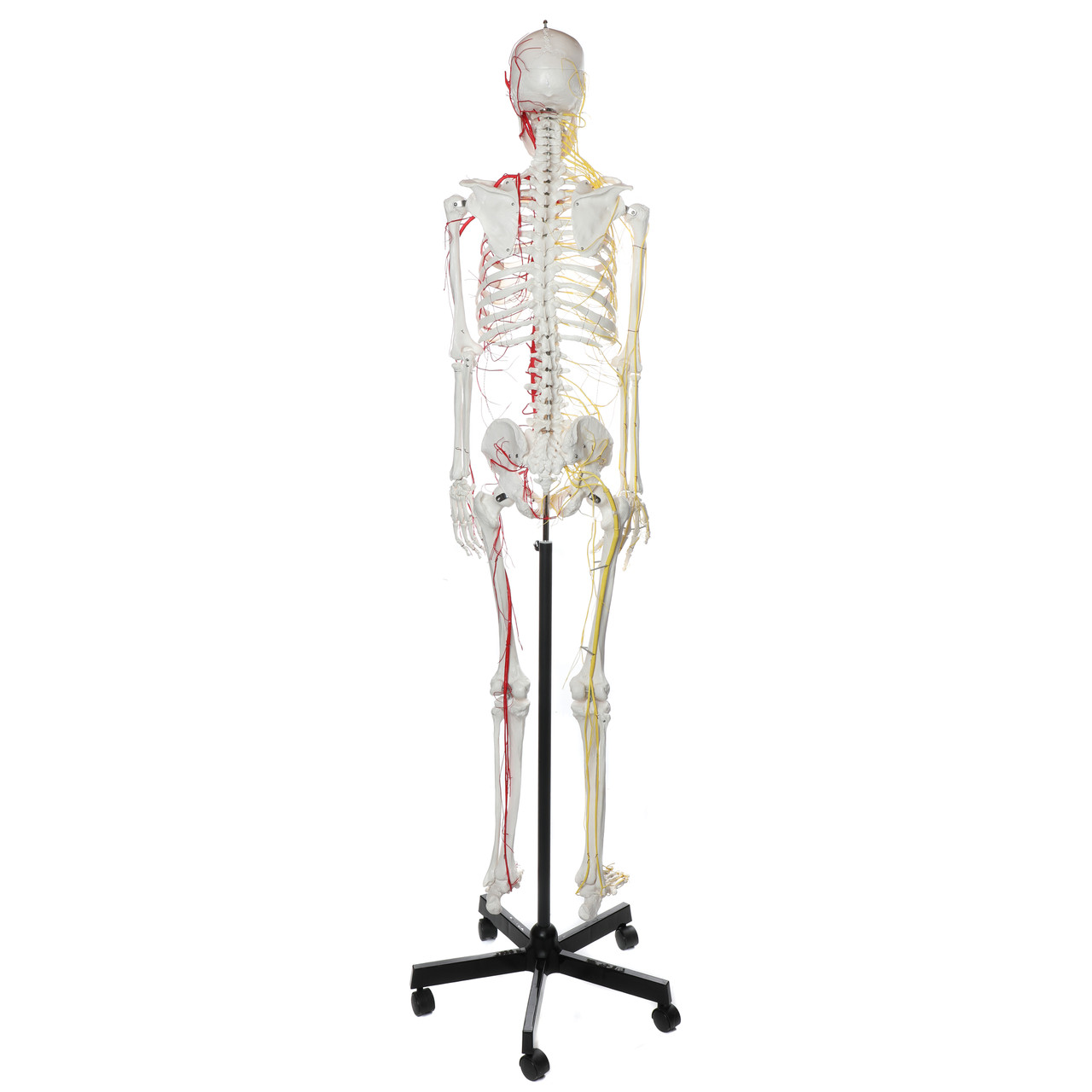 articulated human skeleton