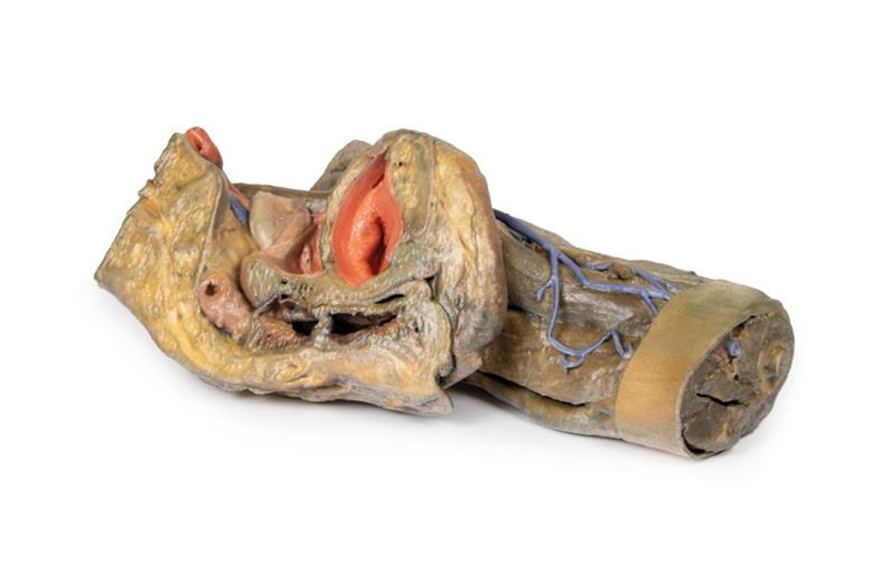 【ラプンツェル様用】ATAVISM / PUTREFIED GENITALIA Chimpanzee Pelvis Model | SOMSO Artificial Pelvis of a