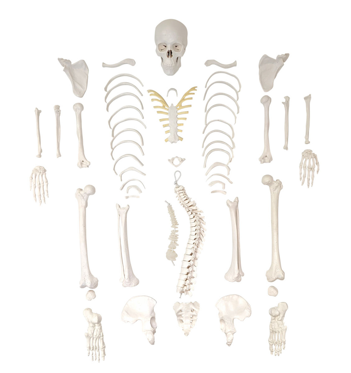 Axis Scientific Full-Size Adult Skeleton Anatomy Model - Made for