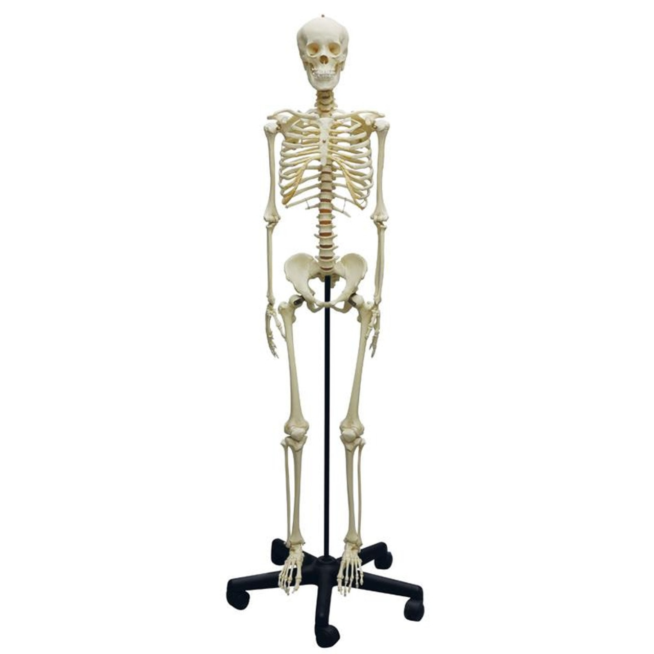 Erler-Zimmer Adolescent Skeleton | Anatomy Warehouse