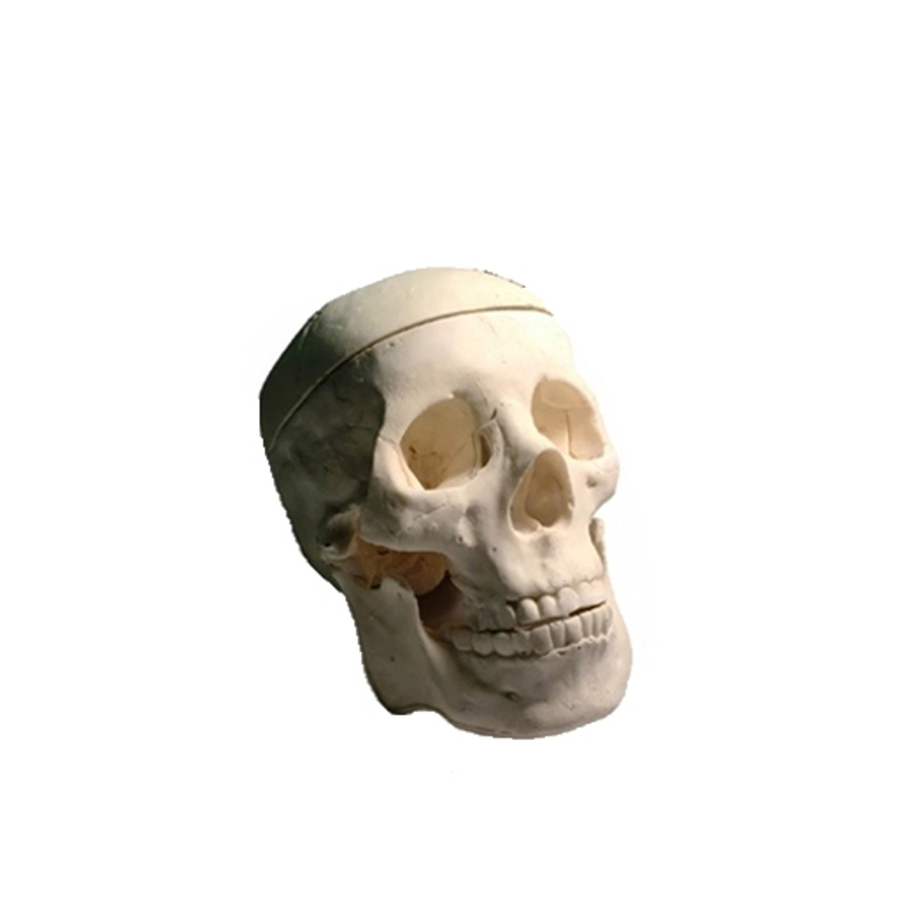 Adult Skull with Brain for X-Ray CT, US, MRI - True Phantom Solutions