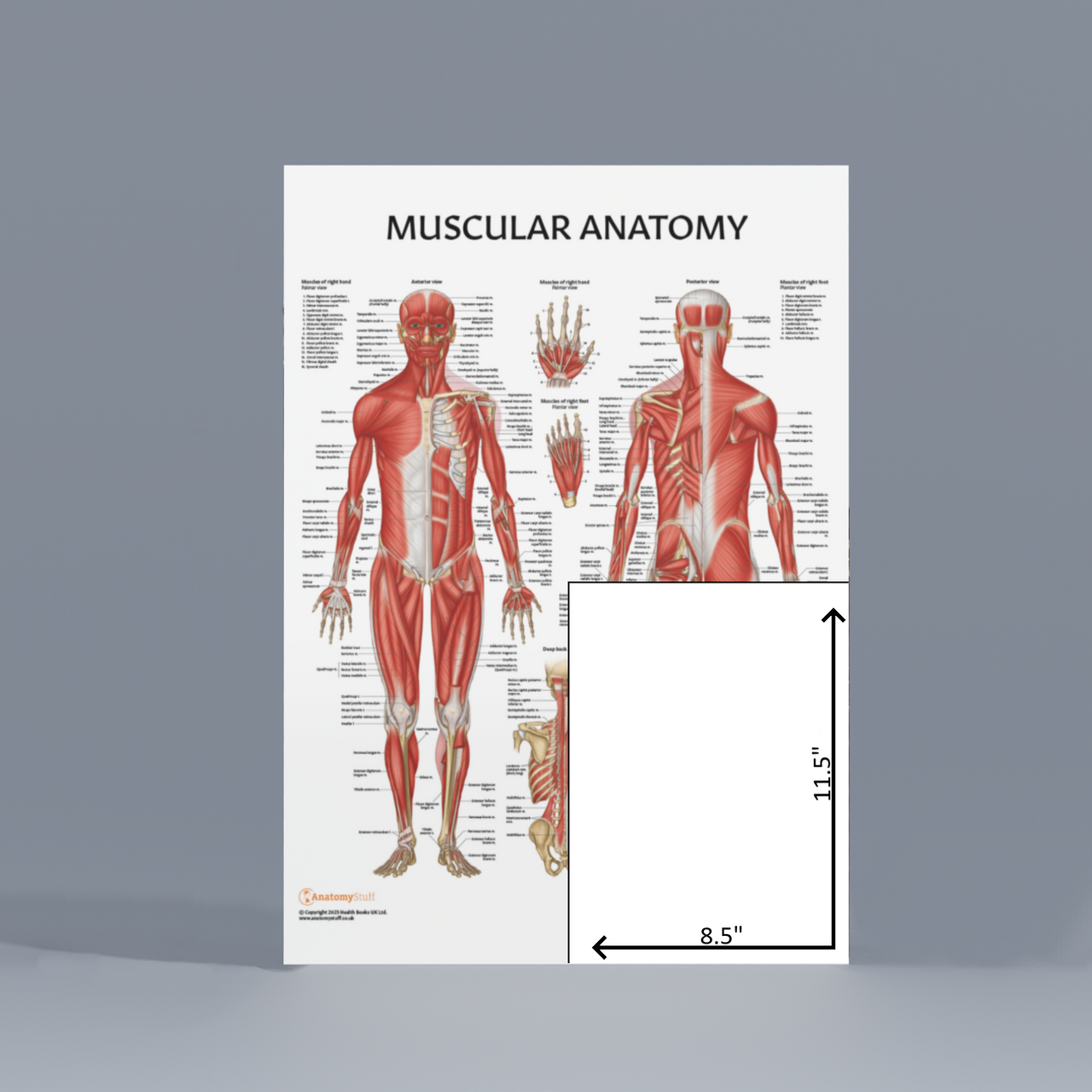 The Female Muscular System Anatomical Chart (Laminated) — Massage