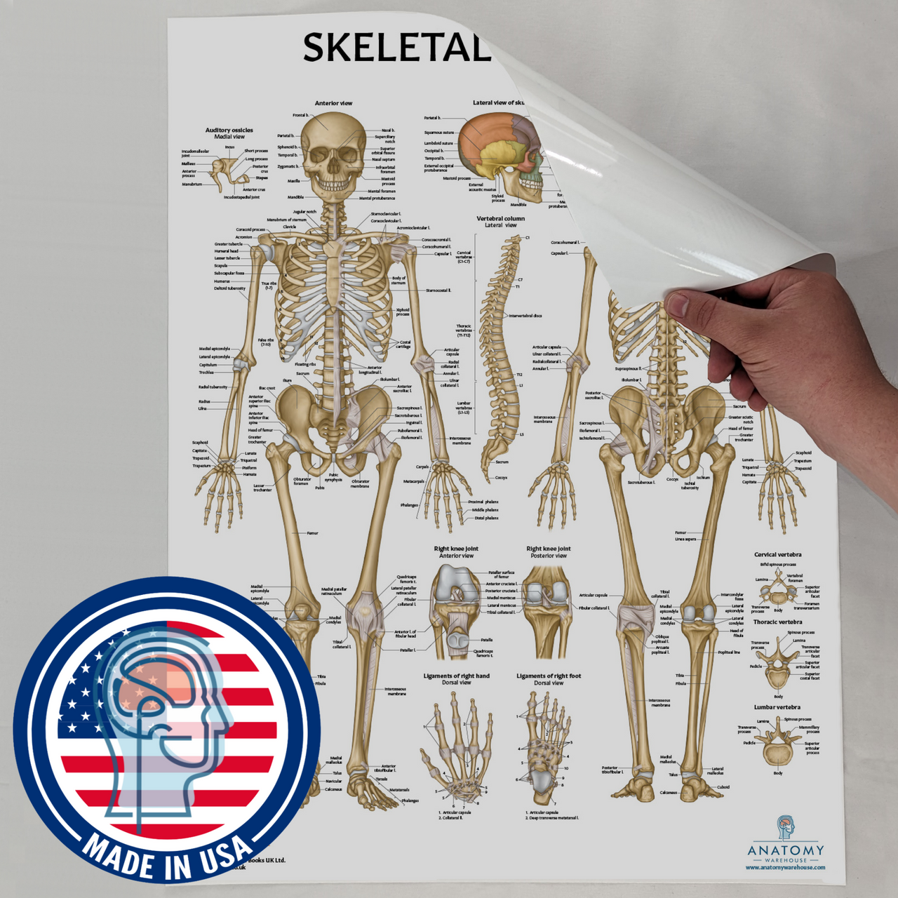  Skeletal System Chart - 24 x 36 Laminated Poster