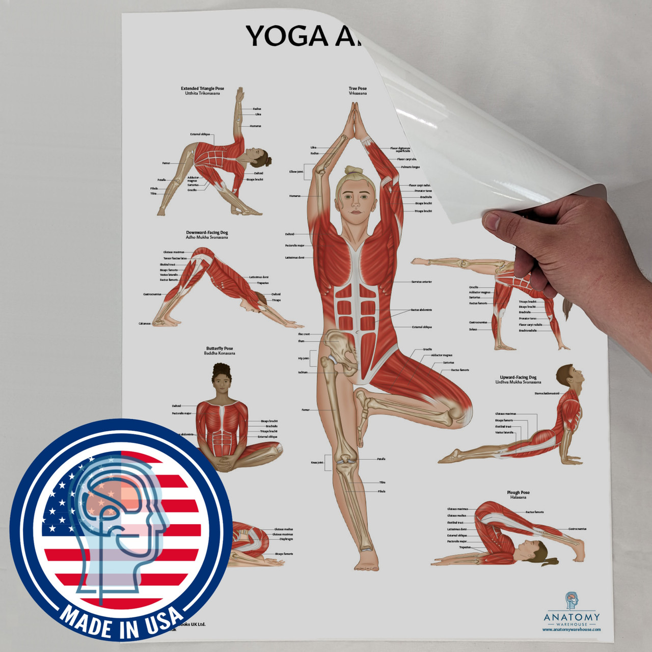 Lab No. 4 Seated Yoga Asanas Poses In 12 x 18 Inches Poster
