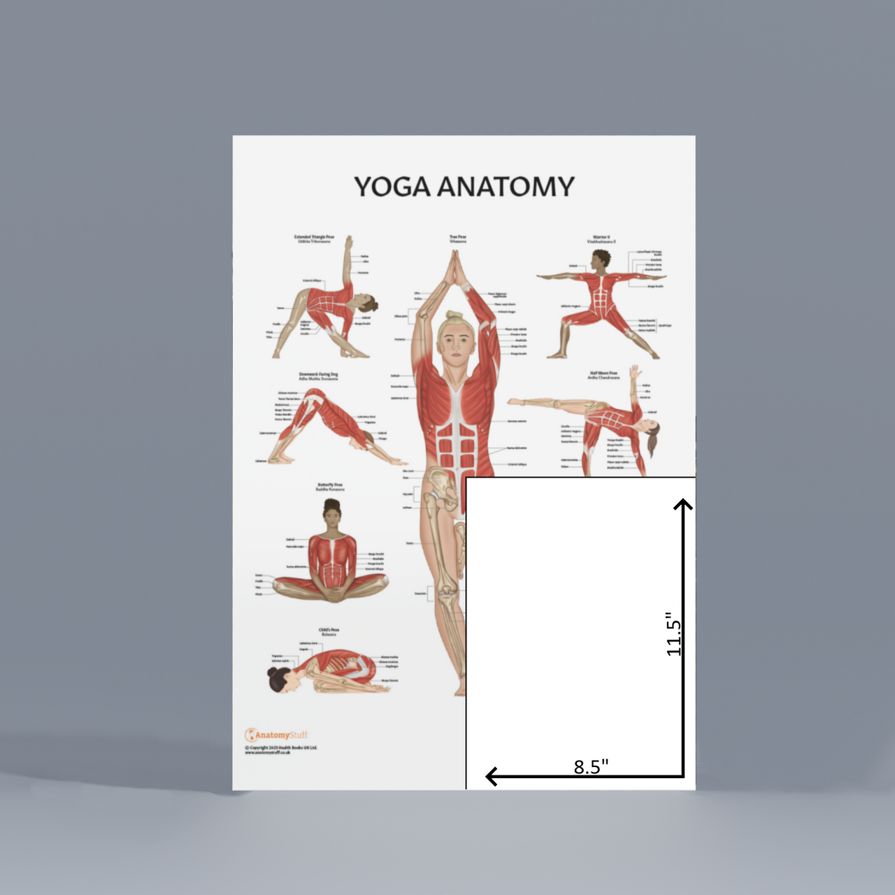 Prenatal Yoga Chart Med - Laminated