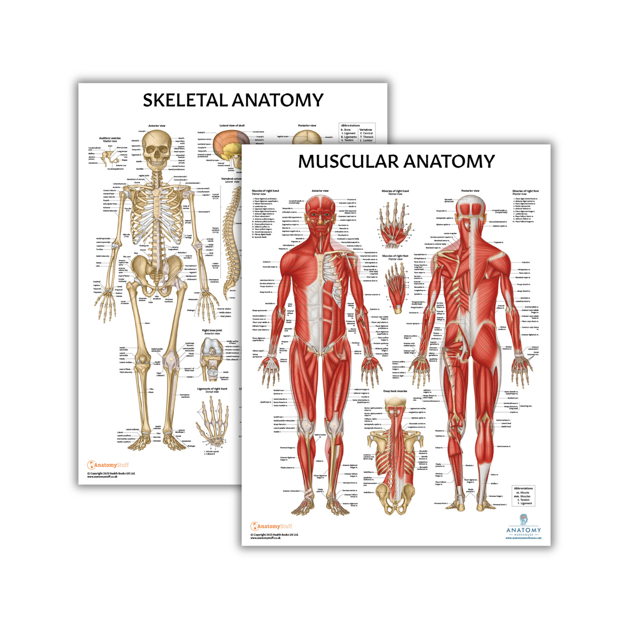 Anatomy Lab - The Skeletal and Muscular System Laminated Poster Set