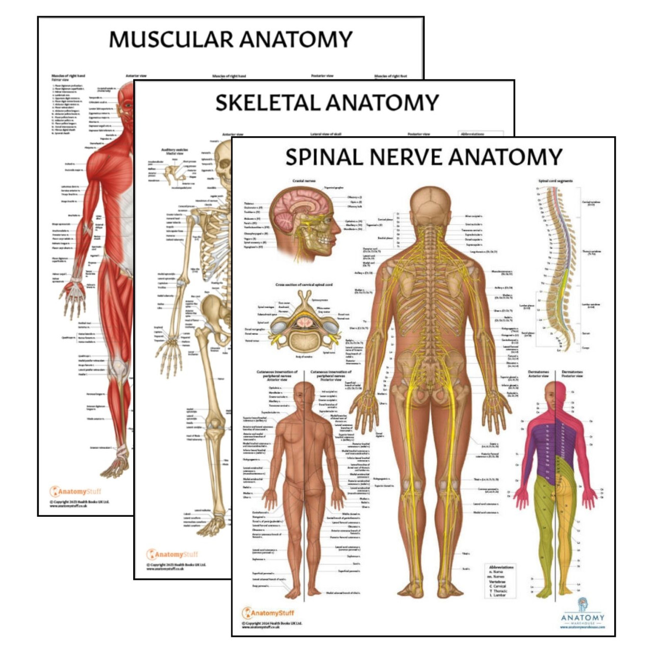 Anatomy Lab Skeletal and Muscular System with Spinal Nerves