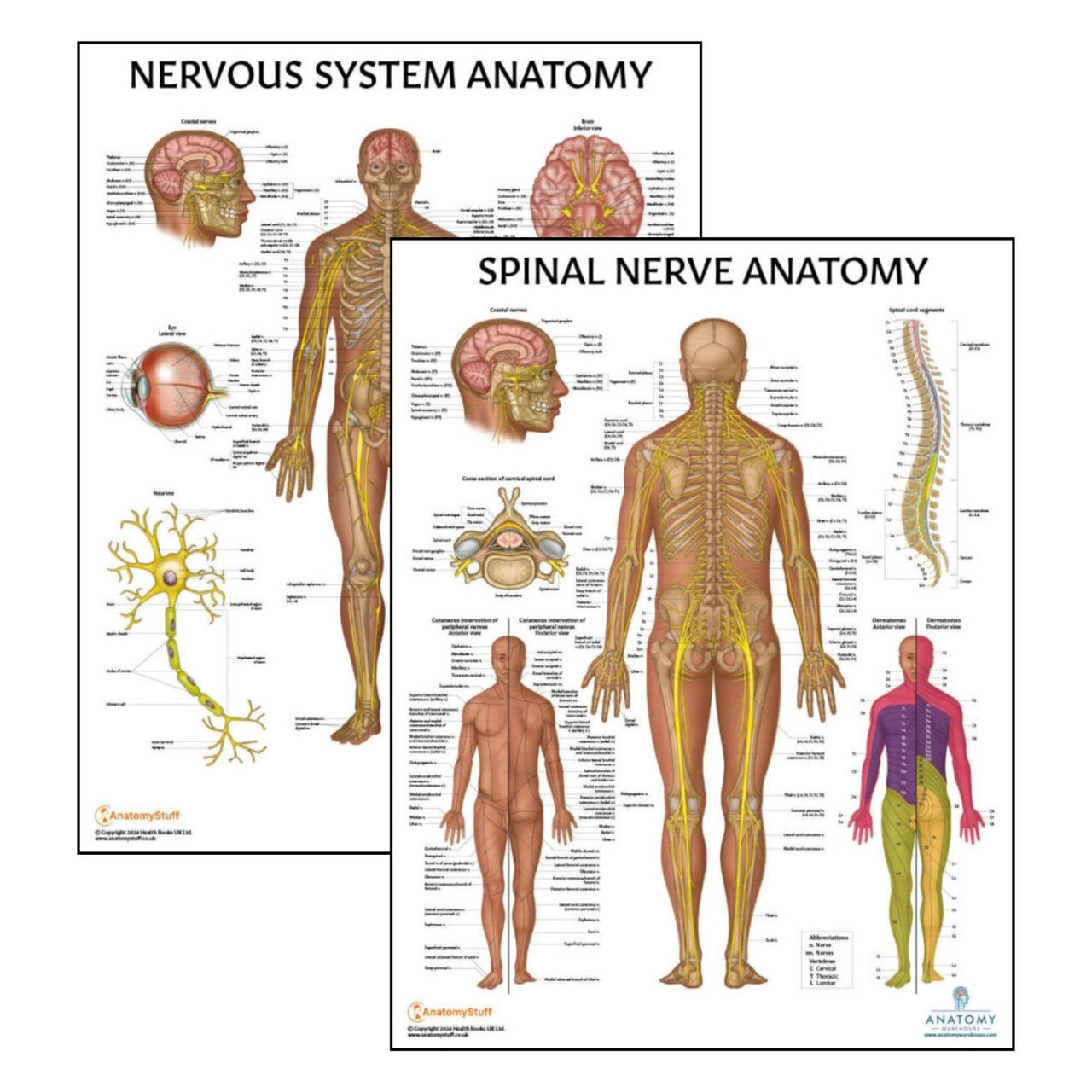 Anatomy Lab Nervous System and Spinal Nerves Laminated Poster Set