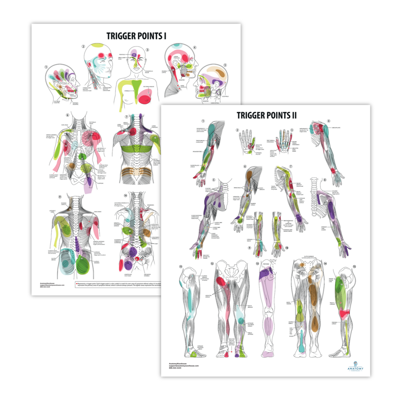 Anatomy Lab - The Trigger Points I & II Laminated Poster Set