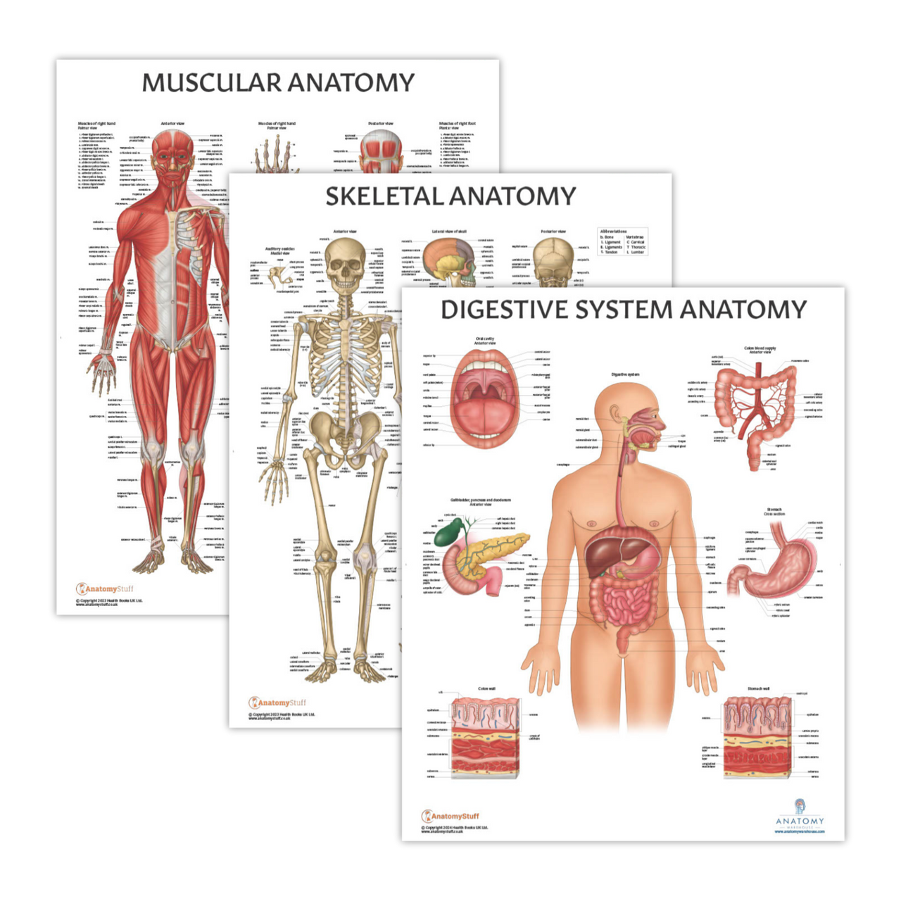 Anatomy Lab Muscular, Skeletal, and Digestive System Laminated