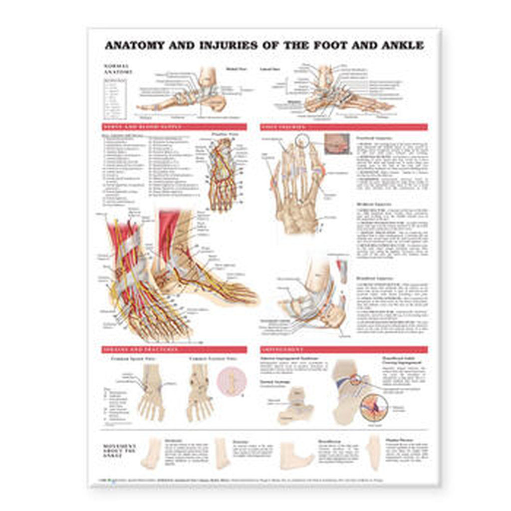 健康・医学 Anatomy of the Foot and ankle Anatomical Chart Company Anatomy And Injuries Of The Foot And