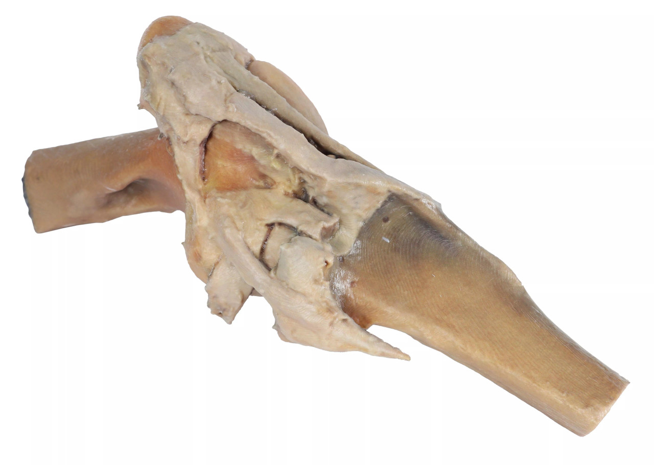Stifle もみ消し　英3 Erler-Zimmer 3D Printed Horse Stifle Joint Dissection | Anatomy