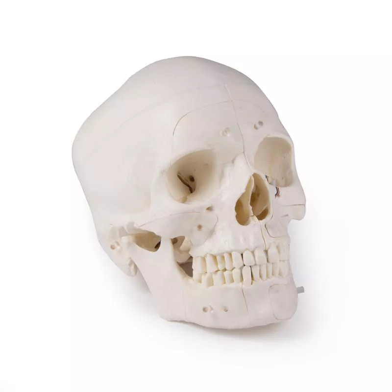 Erler-Zimmer Advanced 14-Part Deluxe Demonstration Skull | Anatomy