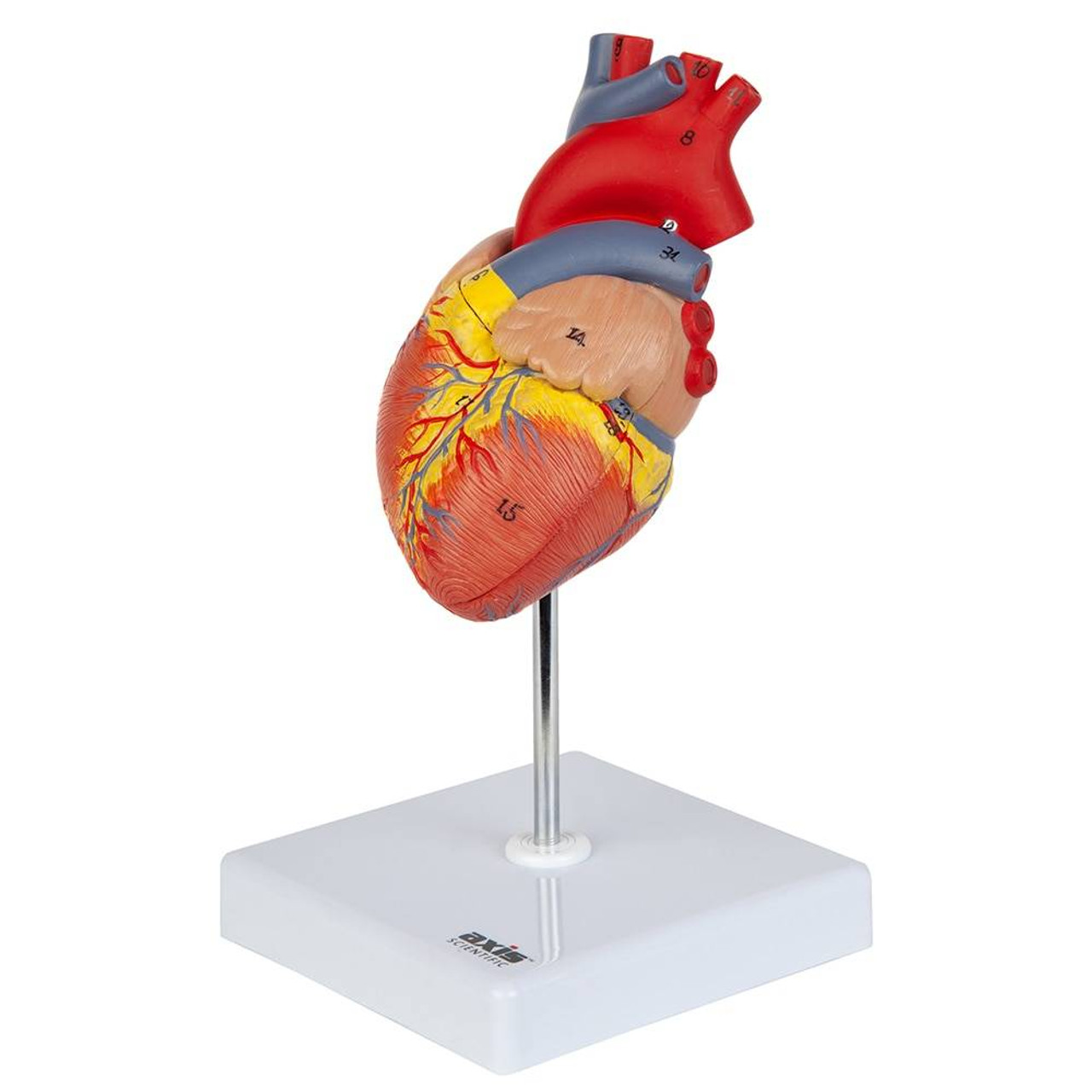 https://cdn11.bigcommerce.com/s-pimv2ff7eu/images/stencil/1280x1280/products/117/19399/axis-scientific-axis-scientific-2-part-deluxe-life-size-human-heart__78607.1617753524.jpg?c=1?imbypass=on