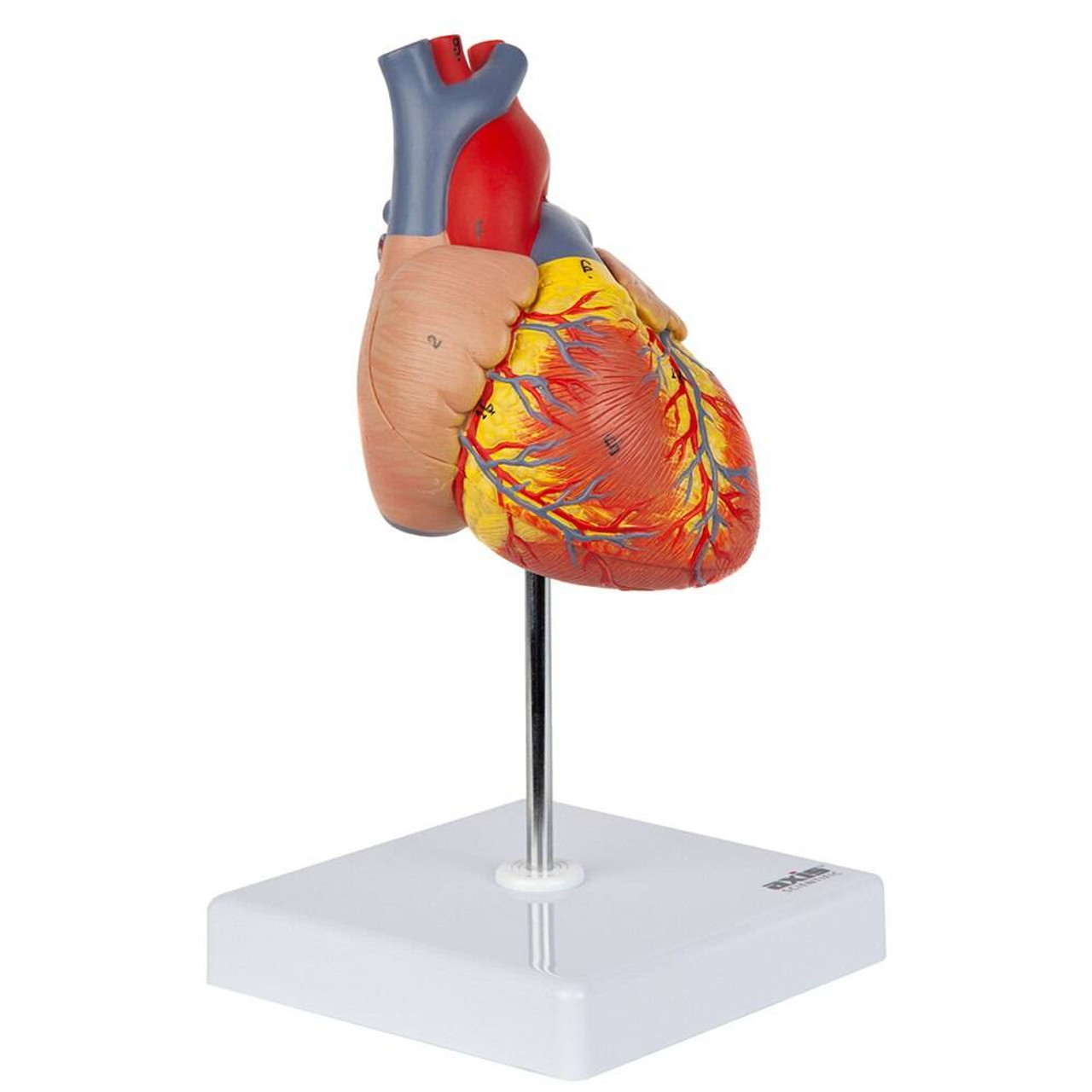 Axis Scientific 2-Part Deluxe Life-Size Human Heart Anatomy Model