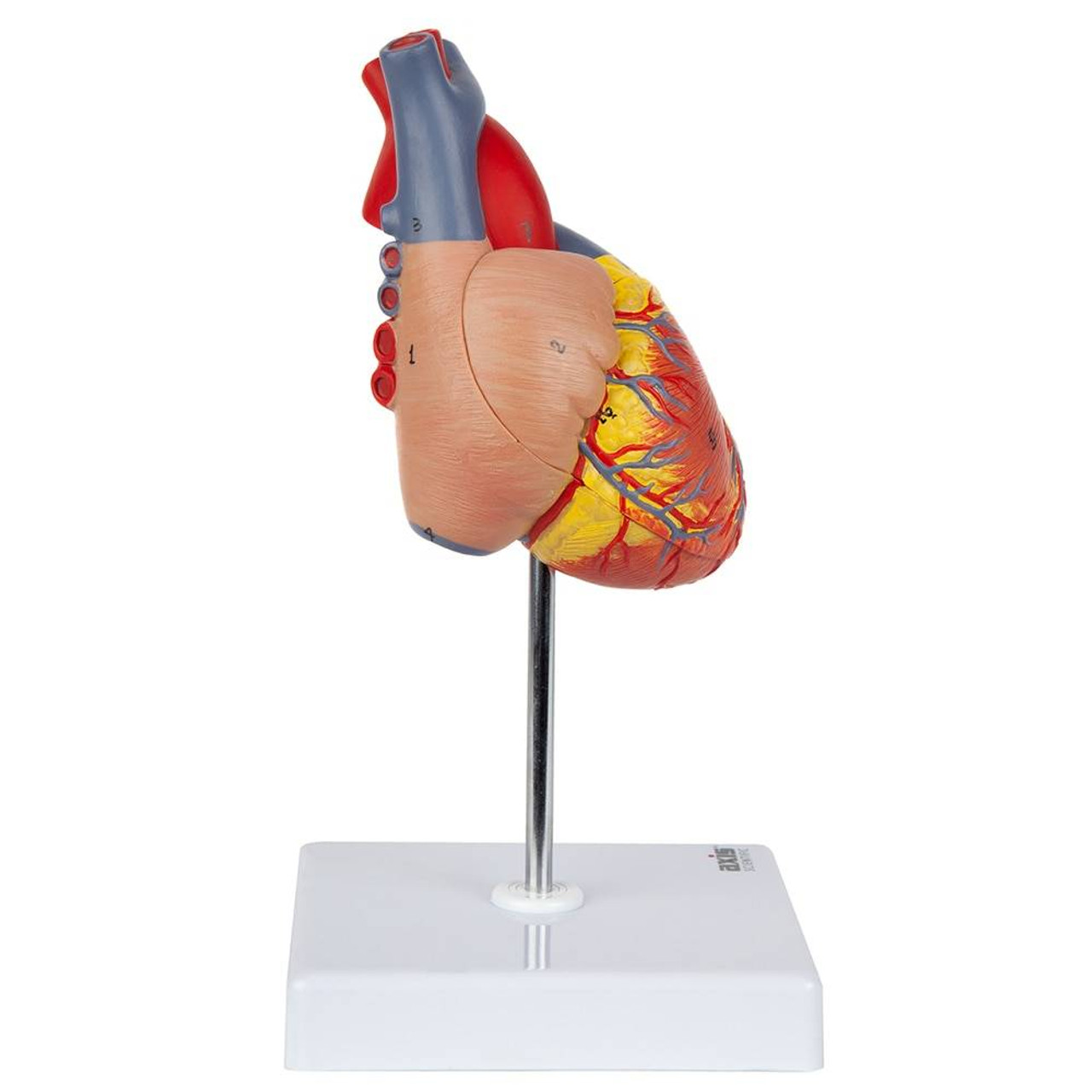 Axis Scientific 2-Part Deluxe Life-Size Human Heart Anatomy Model