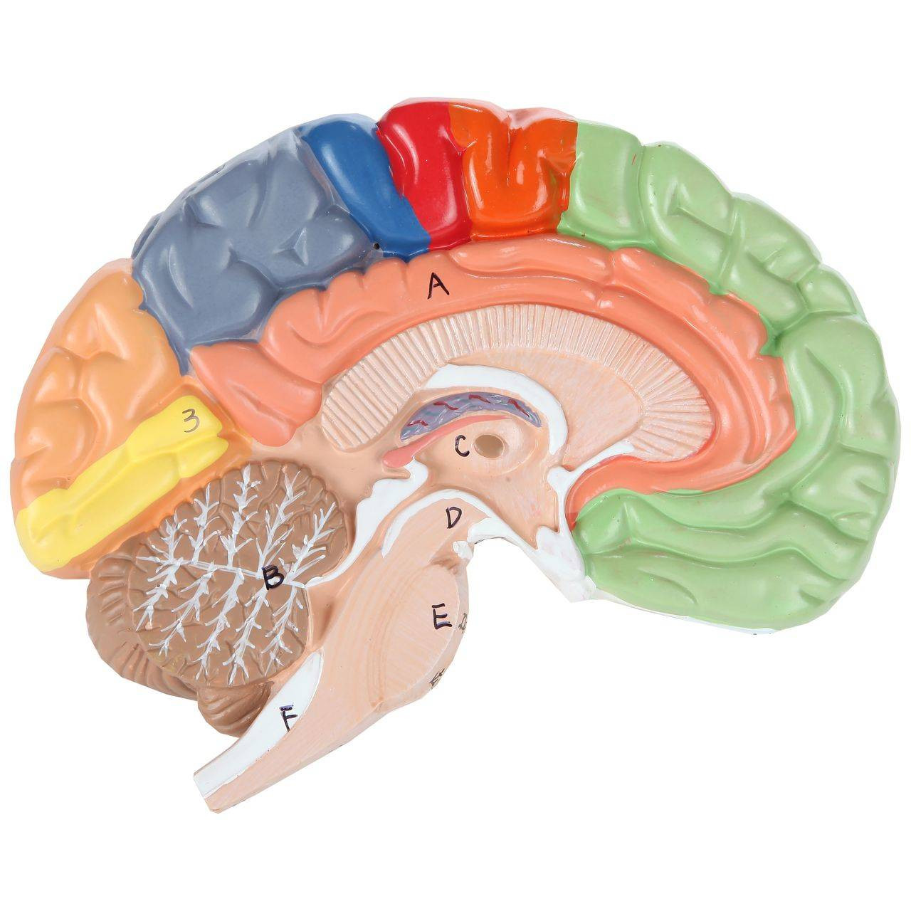 labeled brain model