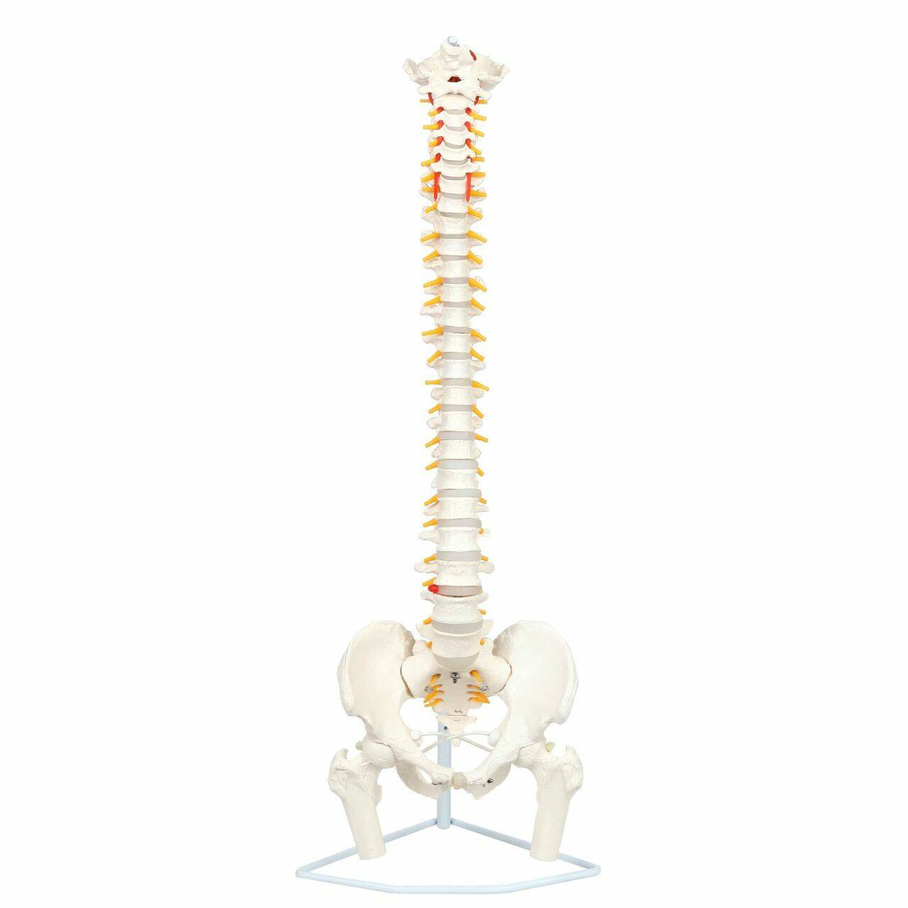 1:1th Flexible Human Spine Anatomical Model w/ Pelvis Femur Vertebral Column 