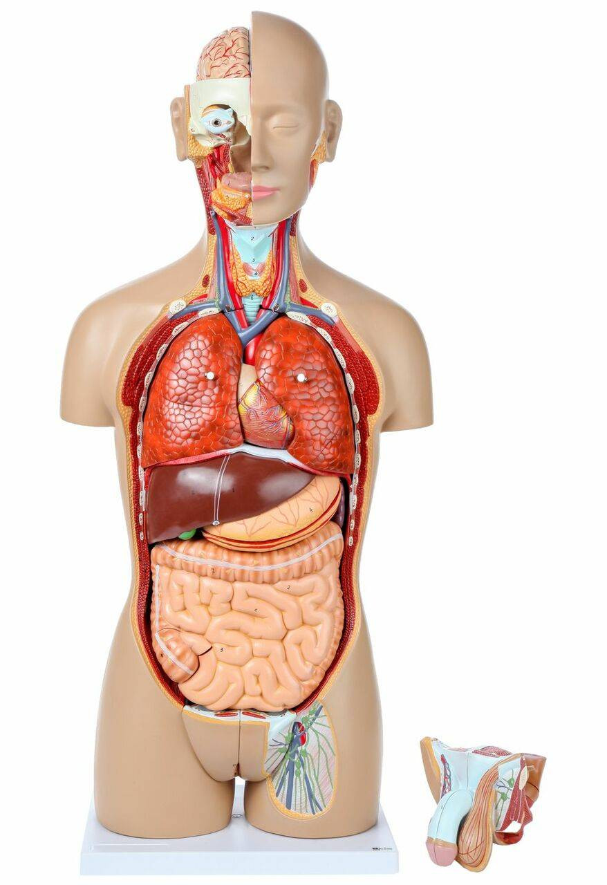 Axis Scientific 27-Part Dual-Sex Life-Size Torso with Open