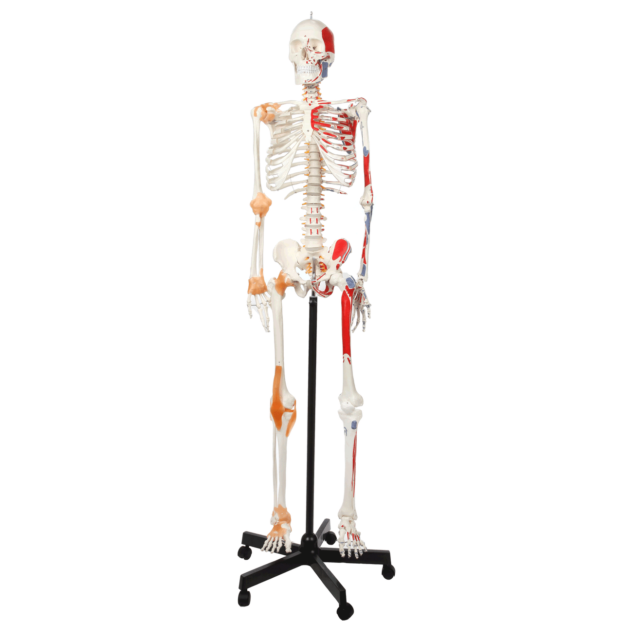 Movable for Students Children Scientists Experts Human Structure Research Anatomy Teaching Human Skeleton Teaching Model Human Skeleton Model Movable for Students Children Scientists Experts Human Structure Research Anatomy Teaching Human Skeleton Teaching Model Human Skeleton Model