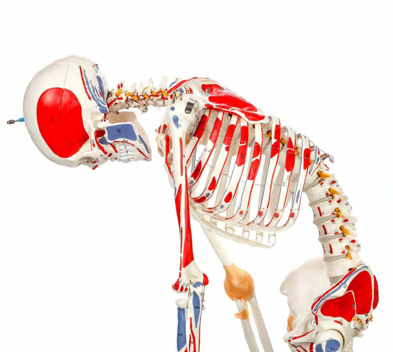 Axis Scientific Painted and Numbered Life-Size Human Skeleton Anatomy Model with Flexible Spine, Ligaments, and Detailed Study Booklet Axis Scientific Painted and Numbered Life-Size Human Skeleton Anatomy Model with Flexible Spine, Ligaments, and Detailed Study Booklet