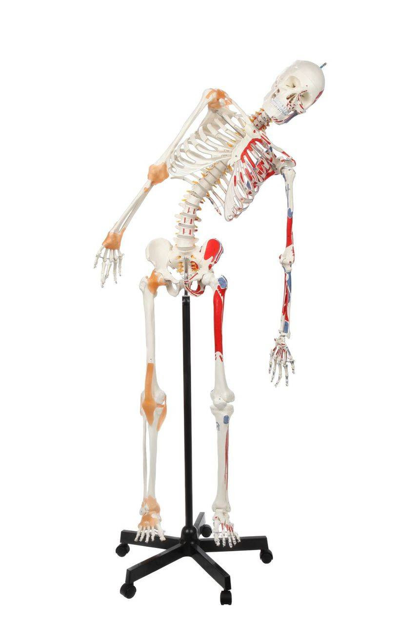Axis Scientific Painted and Numbered Life-Size Human Skeleton Anatomy Model with Flexible Spine, Ligaments, and Detailed Study Booklet Axis Scientific Painted and Numbered Life-Size Human Skeleton Anatomy Model with Flexible Spine, Ligaments, and Detailed Study Booklet