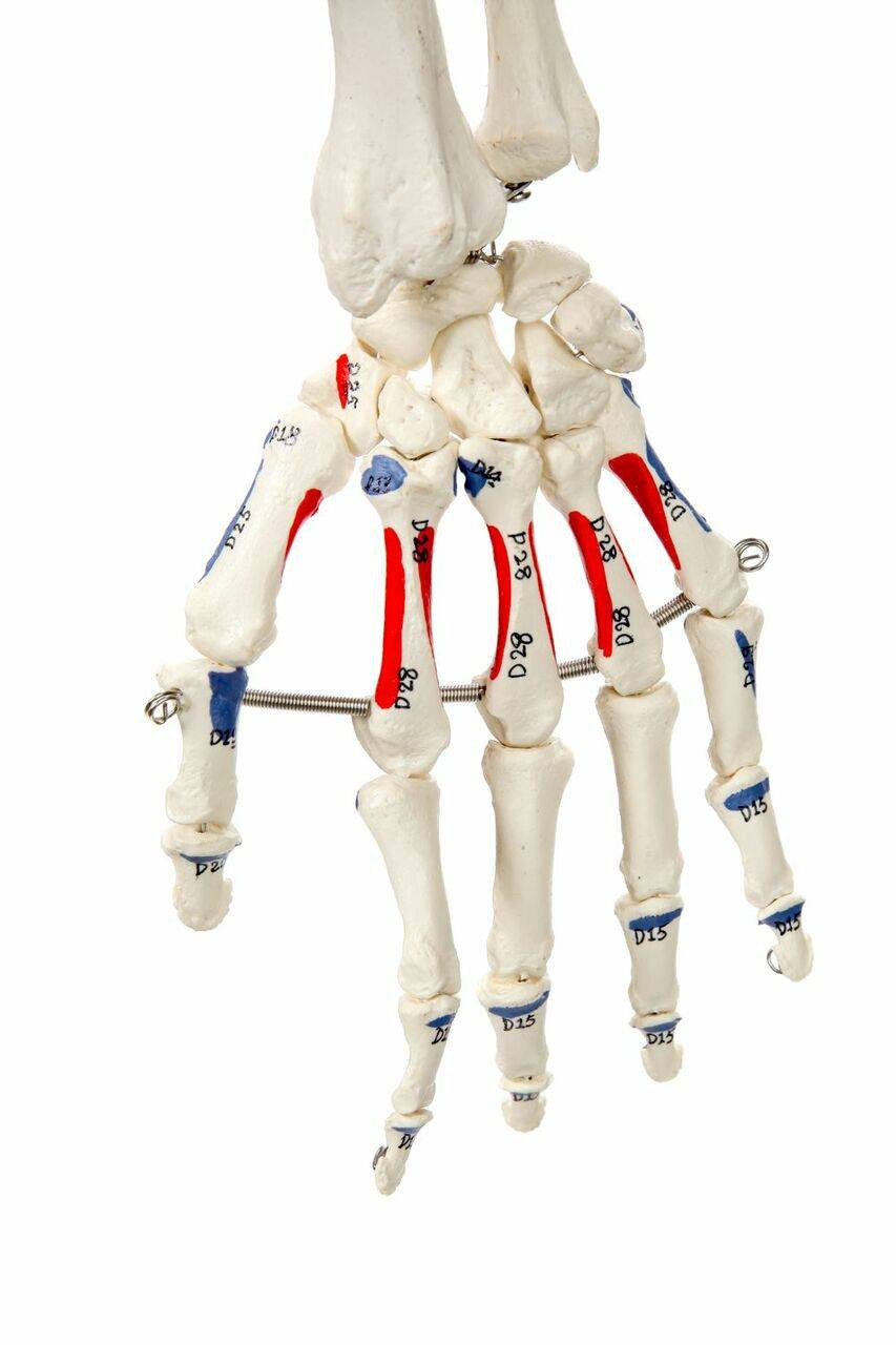 Axis Scientific Painted and Numbered Life-Size Human Skeleton Axis Scientific Painted and Numbered Life-Size Human Skeleton