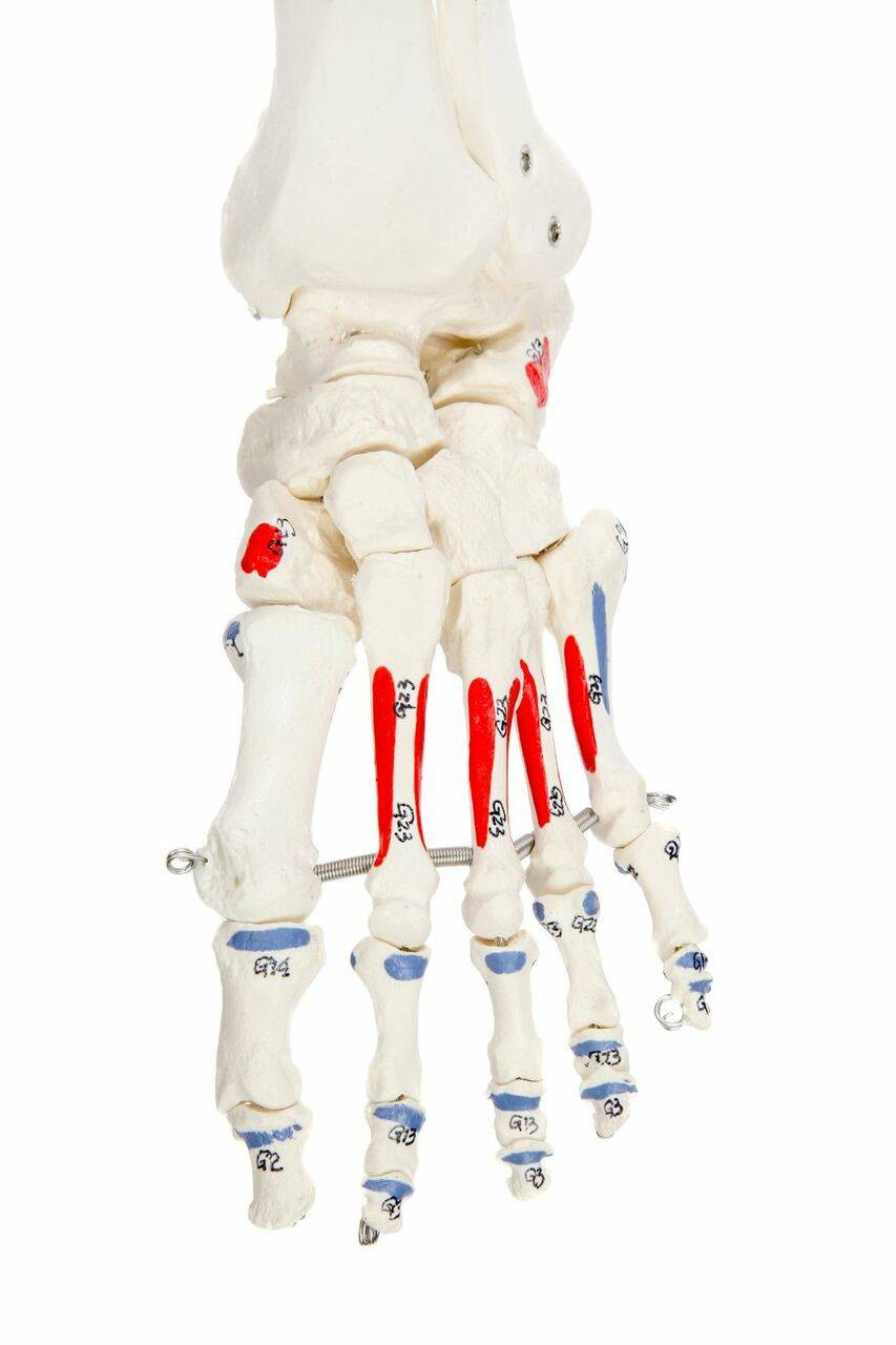 Axis Scientific Painted and Numbered Life-Size Human Skeleton Axis Scientific Painted and Numbered Life-Size Human Skeleton