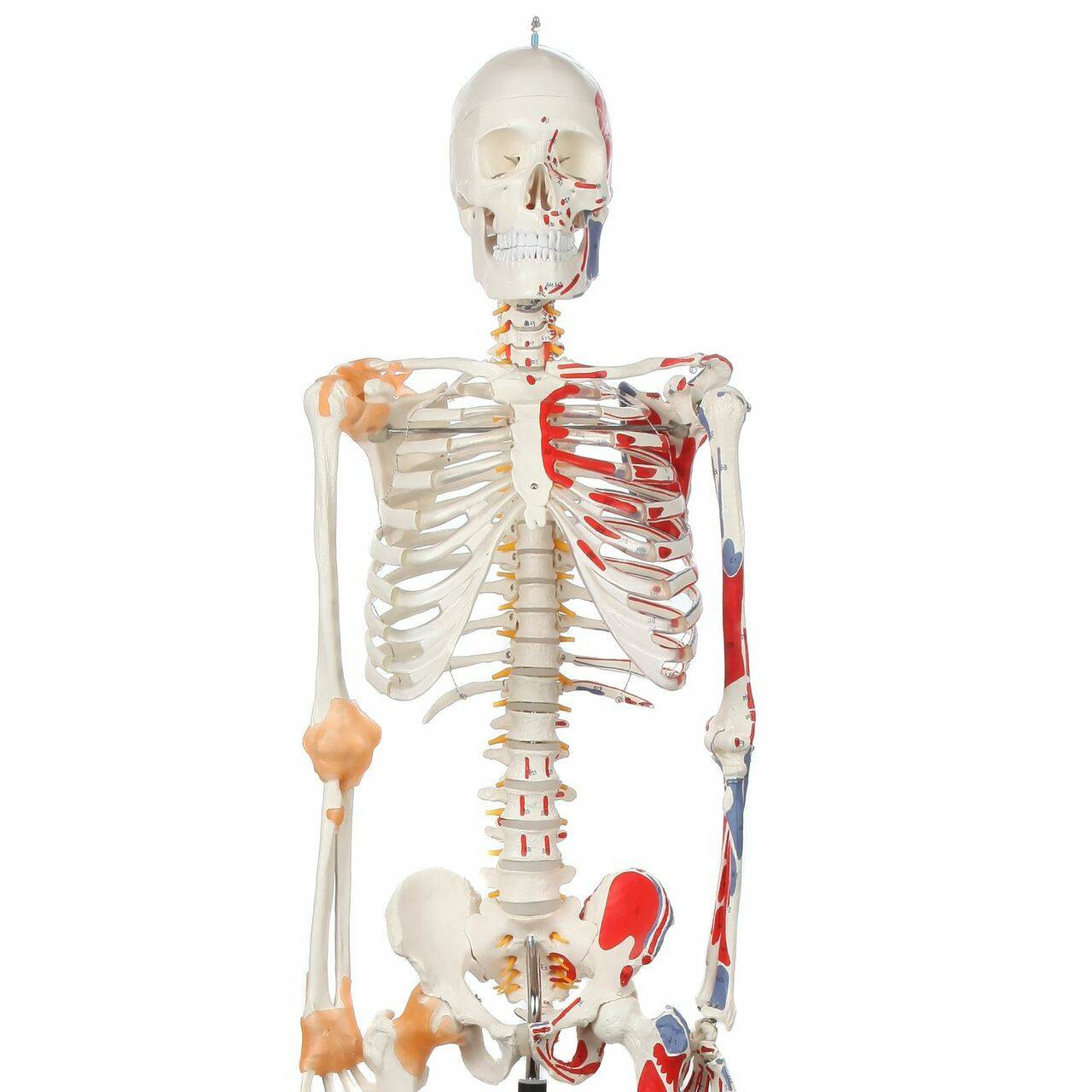 Axis Scientific Painted and Numbered Life-Size Human Skeleton Anatomy Model  with Flexible Spine, Ligaments, and Detailed Study Booklet