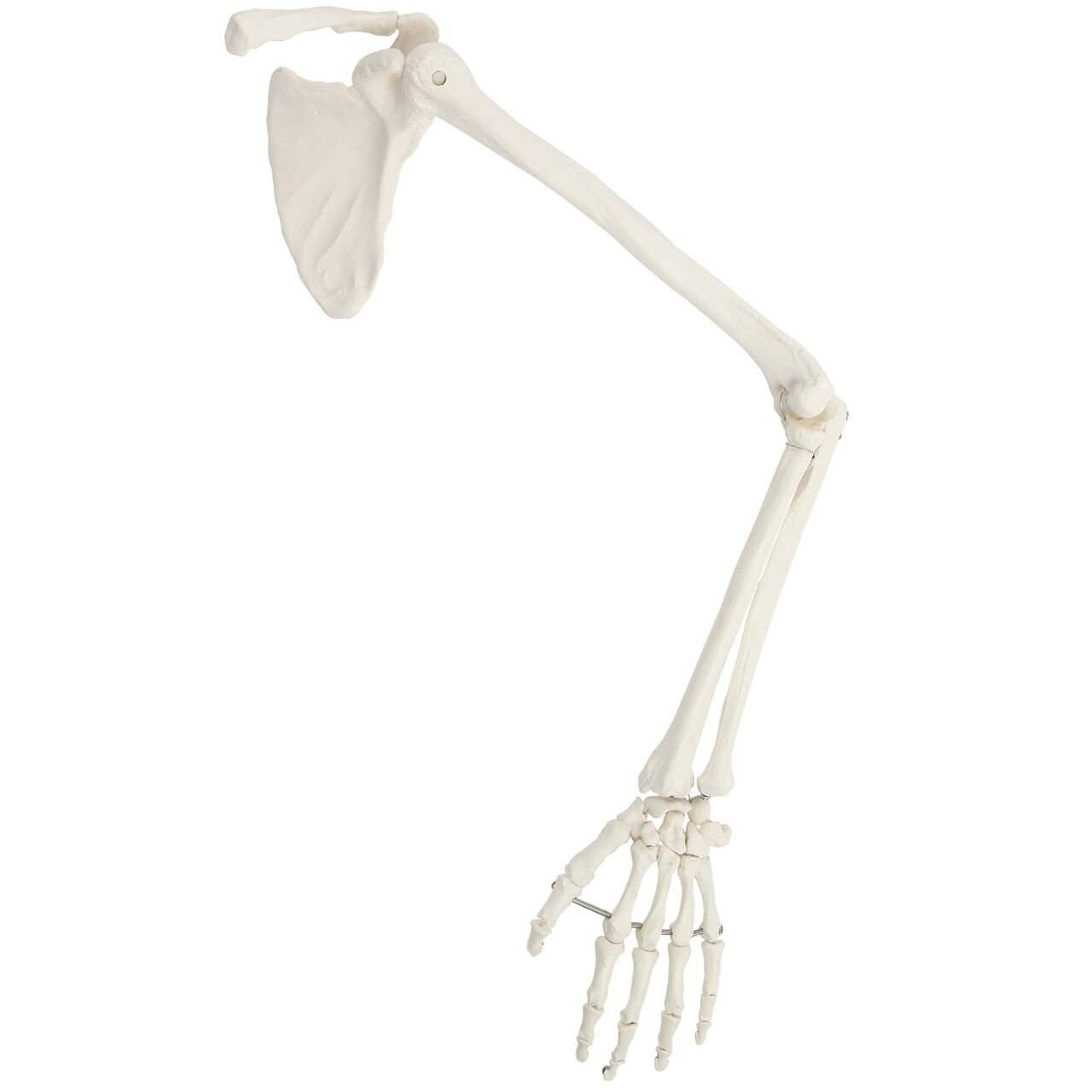 Axis Scientific Life-Size Human Arm Skeleton with Clavicle