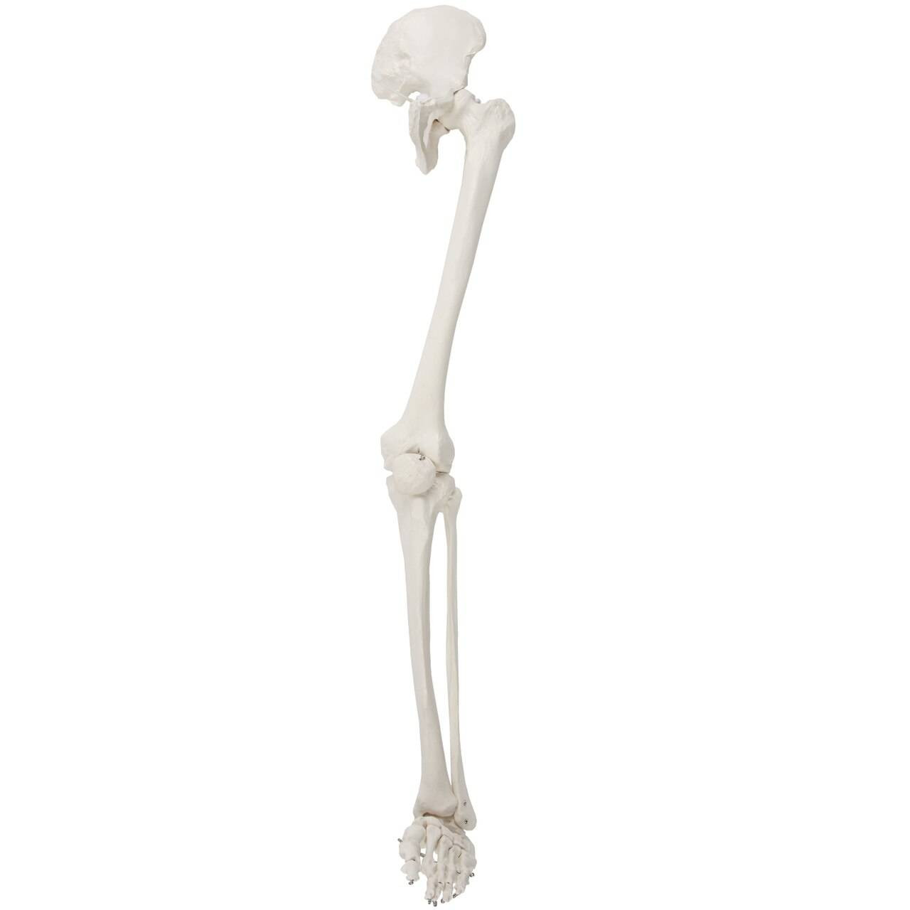 Axis Scientific Life-Size Human Leg Skeleton with Hip Joint and Articulated  Foot Anatomy Model