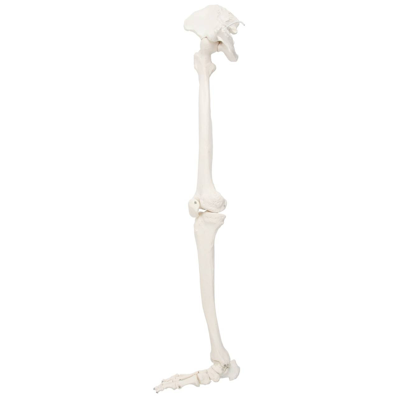 Axis Scientific Life-Size Human Leg Skeleton with Hip Joint and