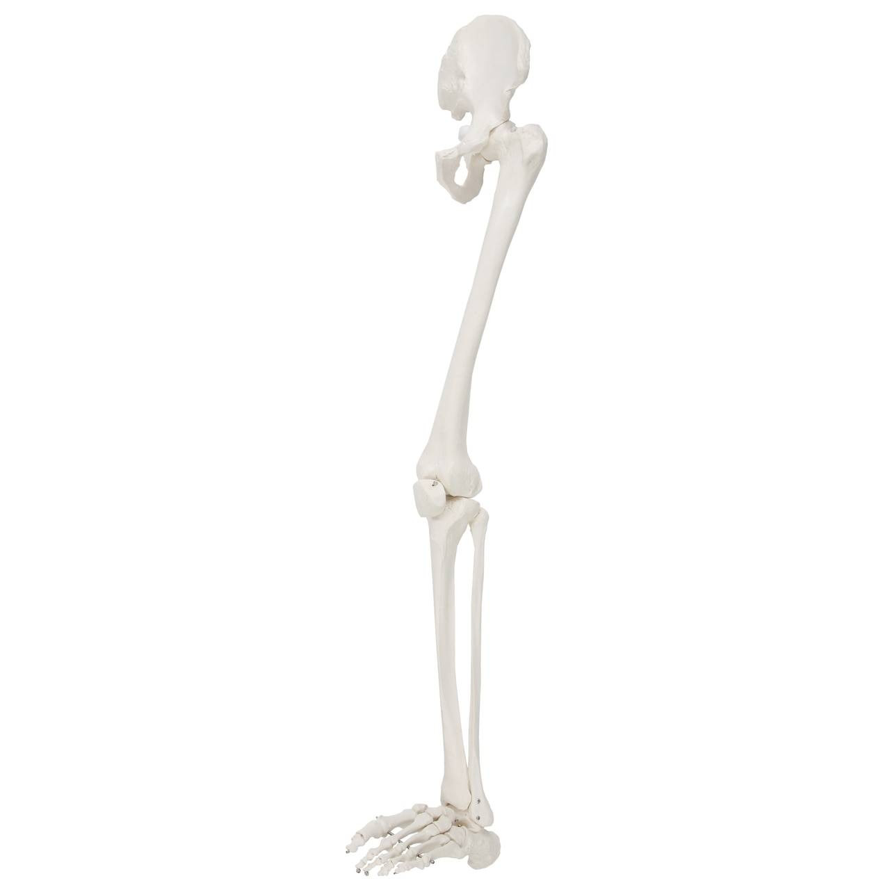 Axis Scientific Life-Size Human Leg Skeleton with Hip Joint and Articulated  Foot Anatomy Model