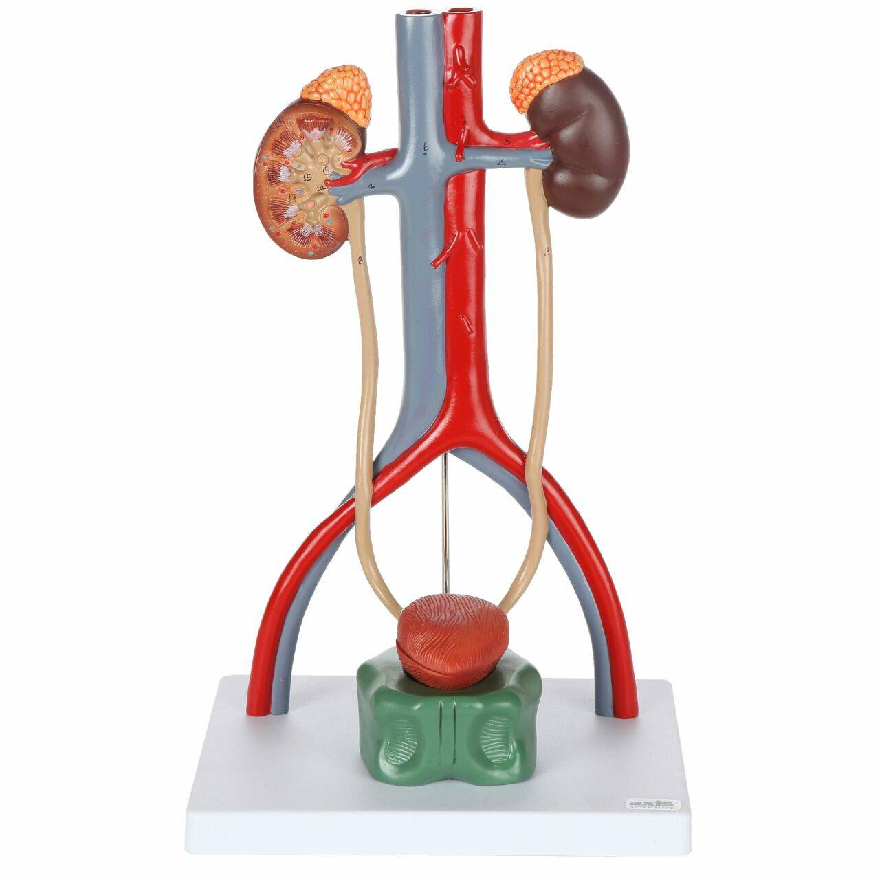 Urinary Bladder Model