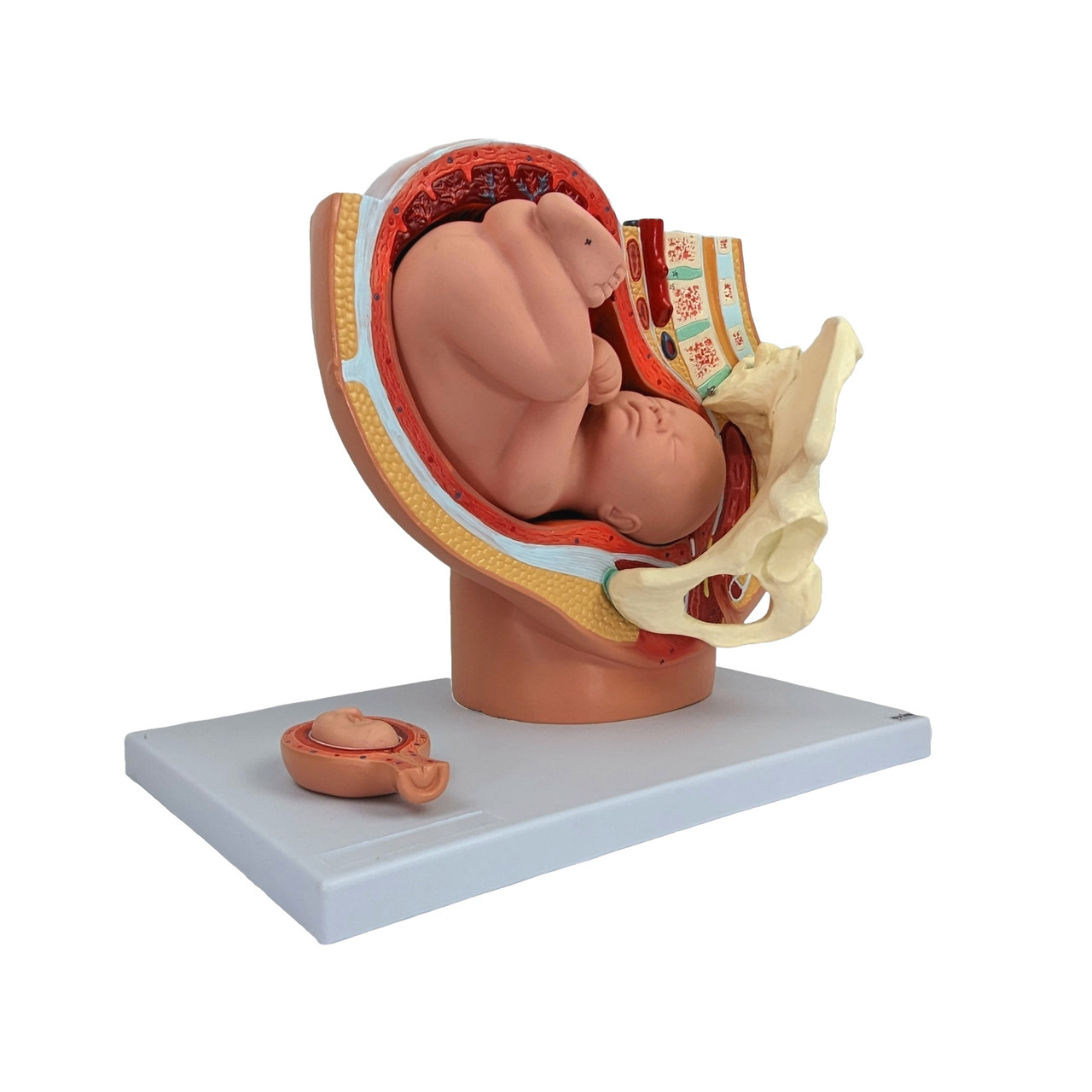 Axis Scientific Pregnancy Pelvis with Mature Fetus Numbered Anatomy Model