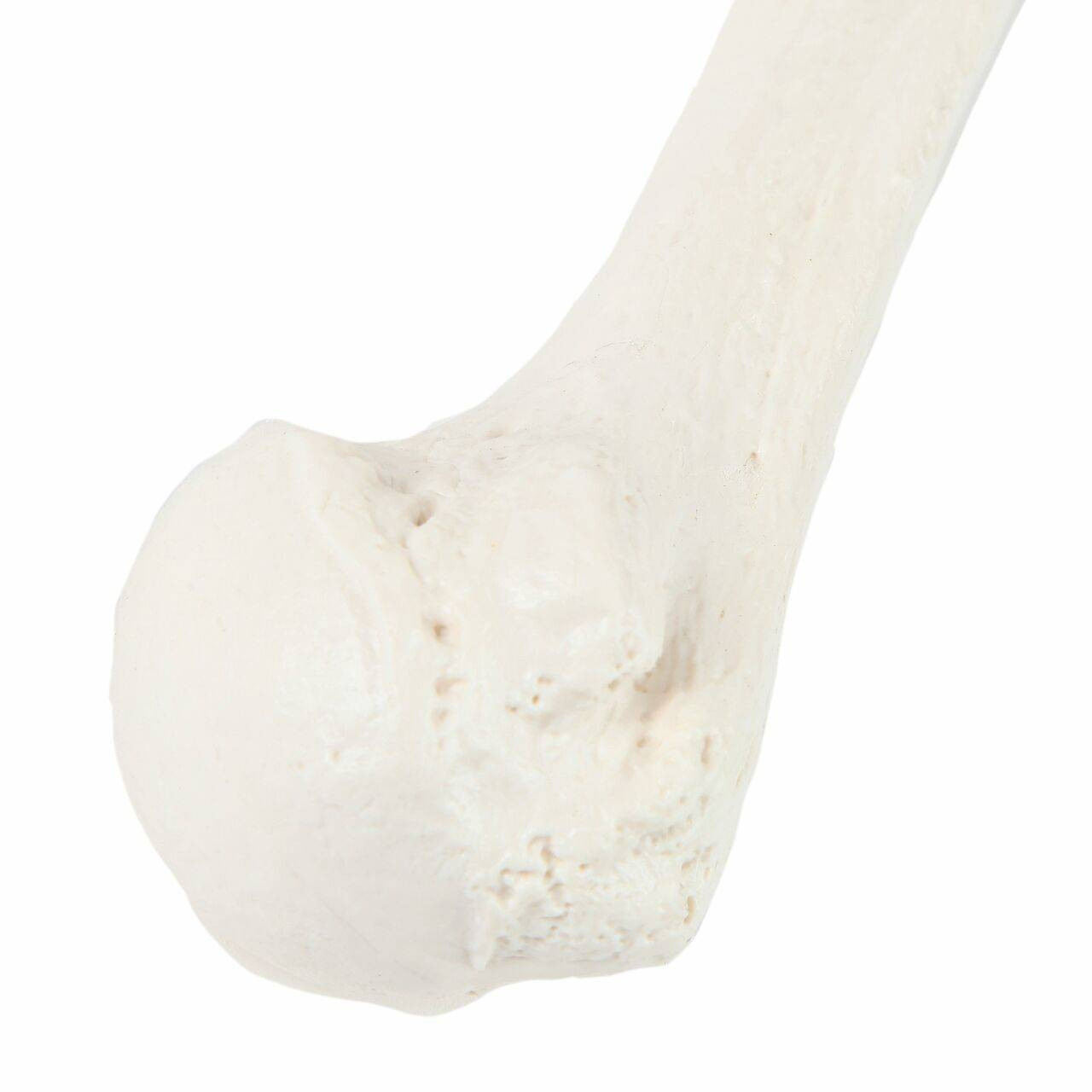 Axis Scientific Humerus Bone