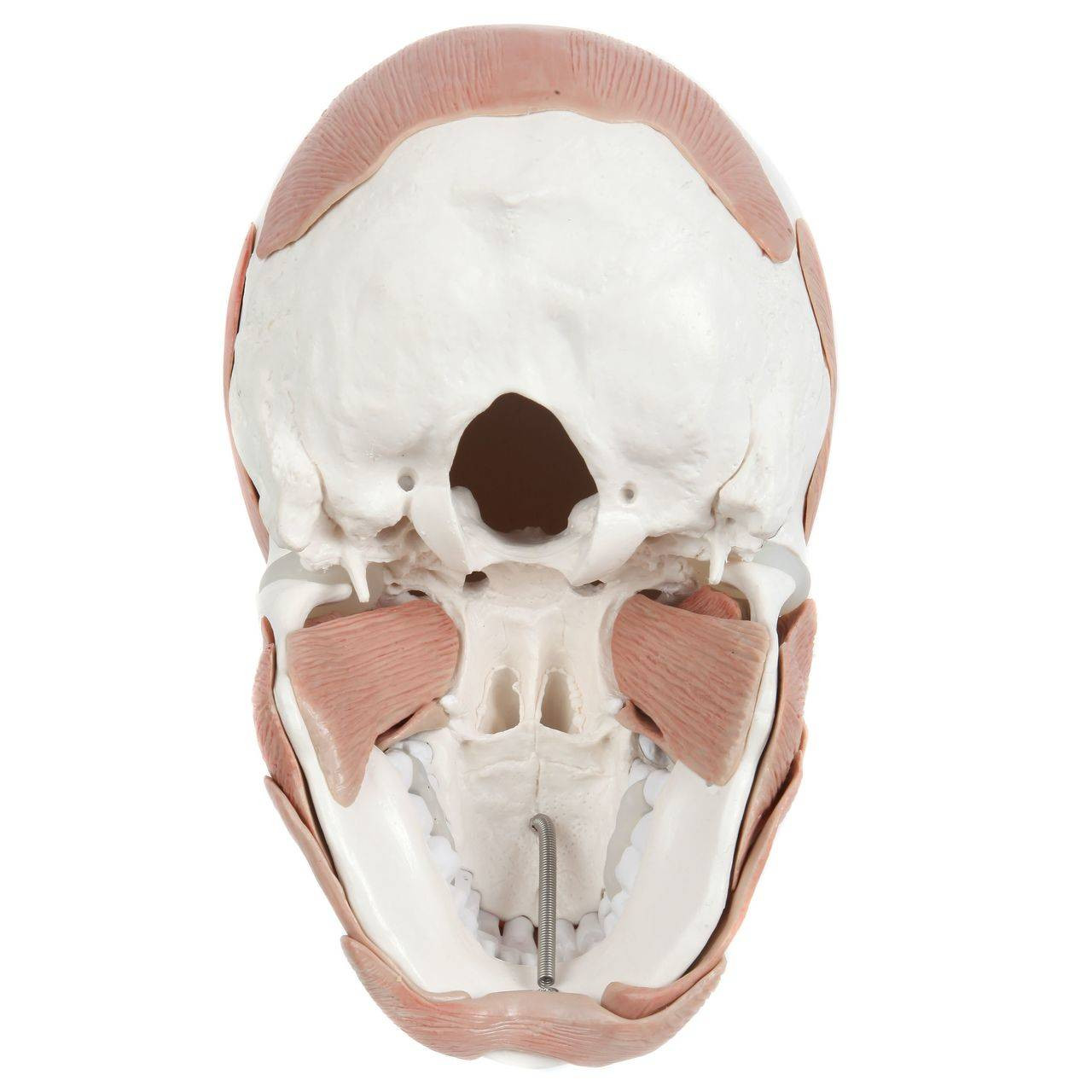 Axis Scientific Life-Size Human Skull with Removable Muscles Anatomy Model