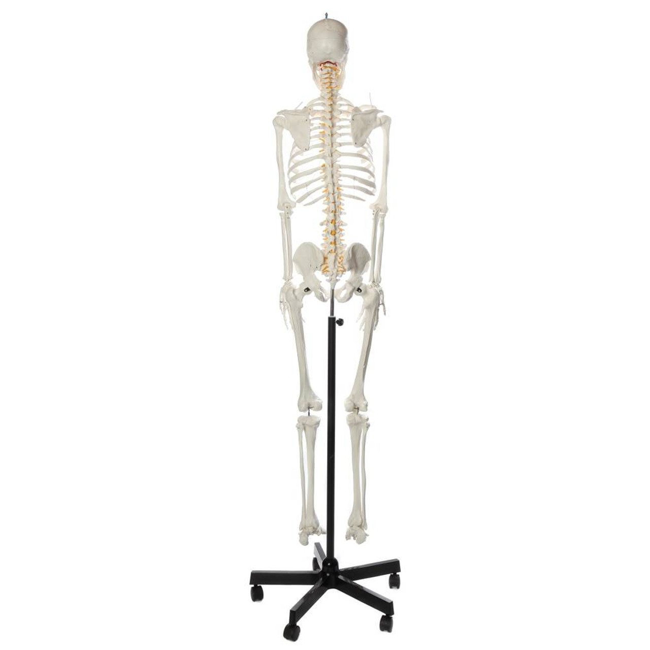 human skeleton model full size